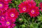 Ice plant Art Print